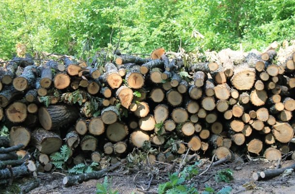 Полицията откри незаконни дърва в двор в Монтанско