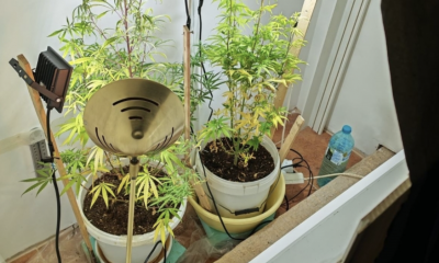 Полицията разби наркооранжерия в Монтана: Откриха коноп и техника, задържан е 41-годишен