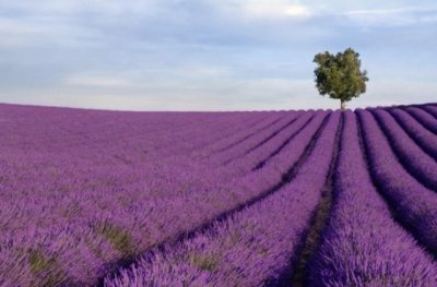 Нови култури превземат Враца: Над 900 дка с арония, кориандър и бадеми