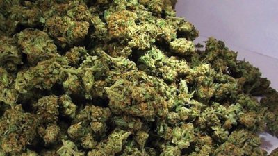 600 грама канабис, скрит в корените на дърво: Спецакция край Враца извади дрогата на светло