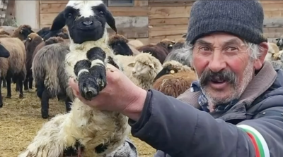 Семейство на бай Рибан в шок от действията на БАБХ: Искат да ни убият животните!