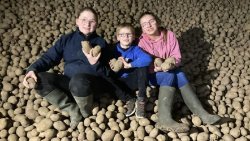 Белгийските фермери отгледаха твърде много картофи и сега ги раздават безплатно